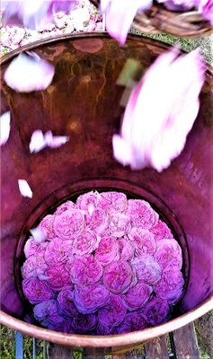 Le rose nell'alambicco per la distillazione.