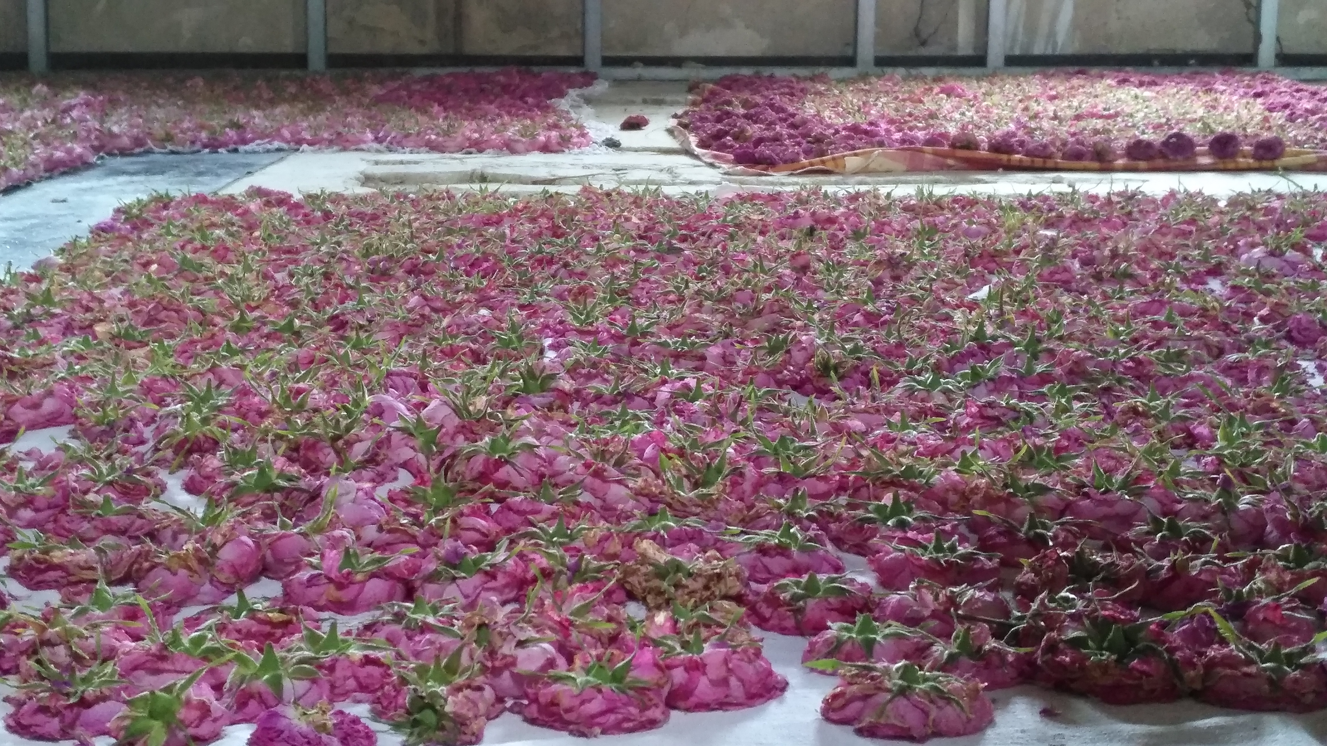 L'essicazione delle rose