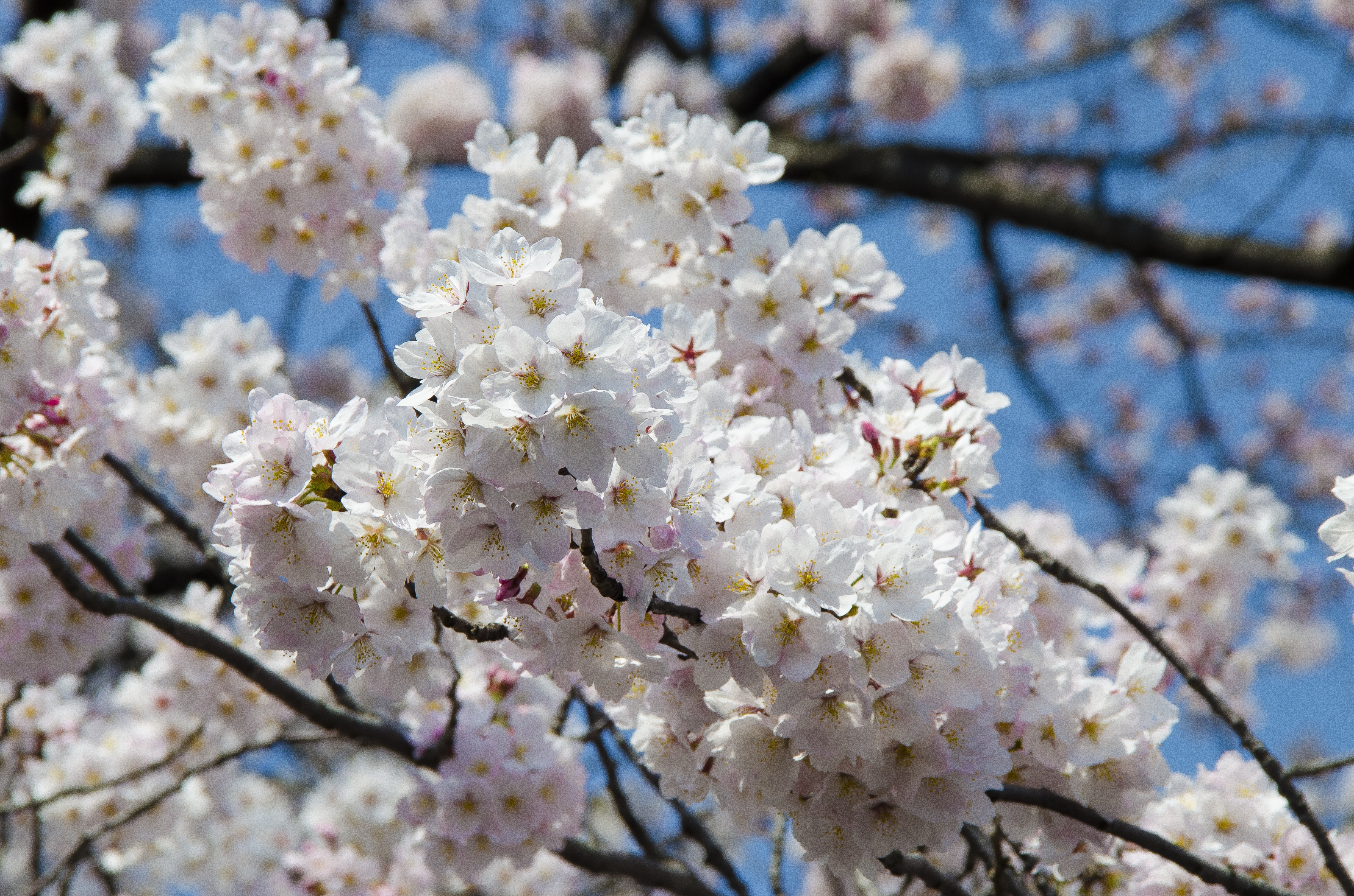 L'hanami nei giardini del santuario Ueno a Tokyo