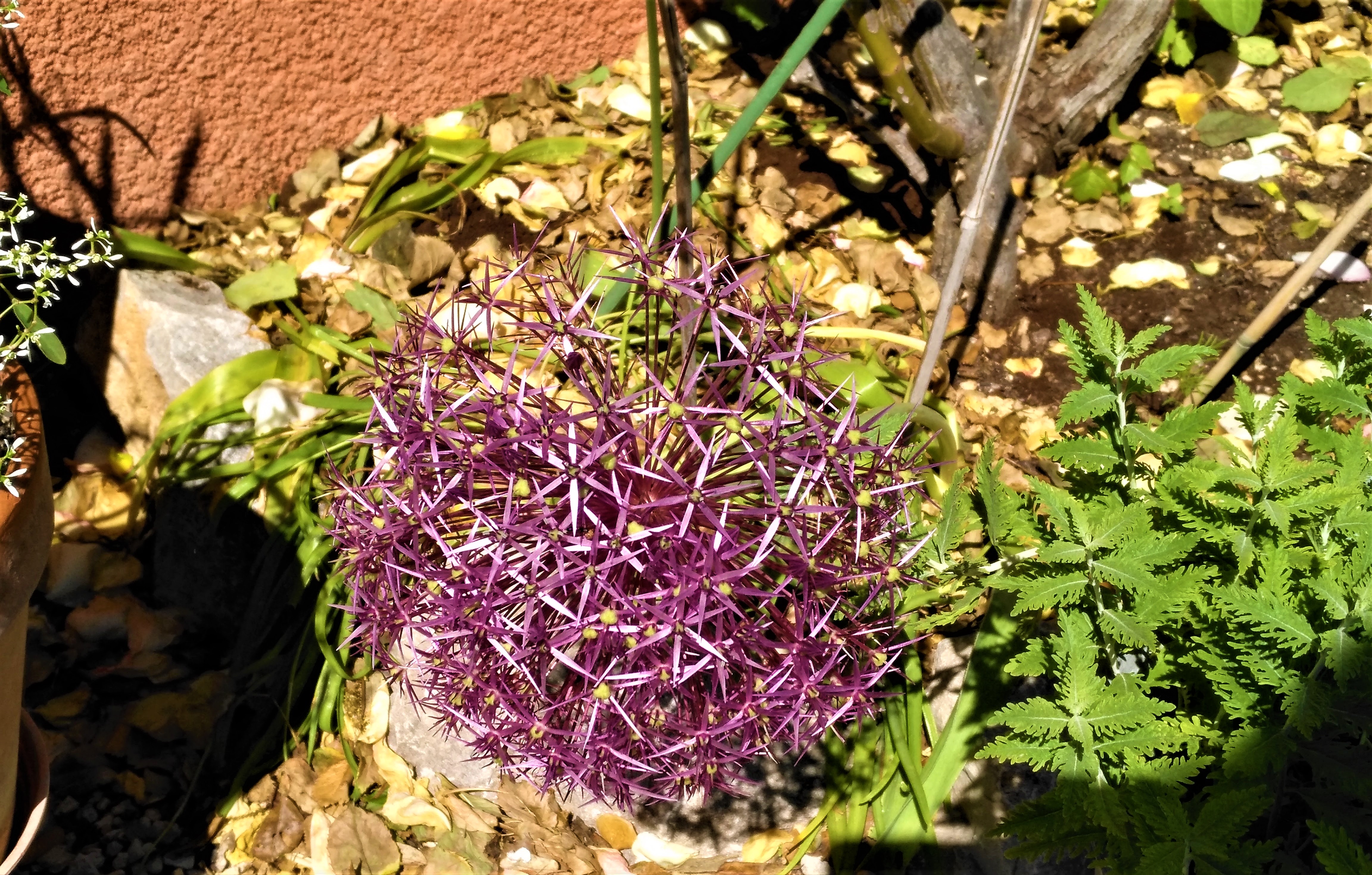 Li Poulidetto - Ancora un particolare del giardino