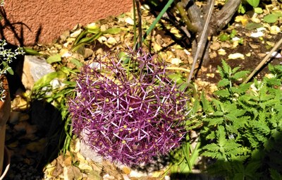 Li Poulidetto - Ancora un particolare del giardino