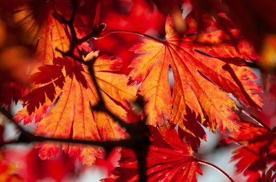 Lo spettacolo del foliage