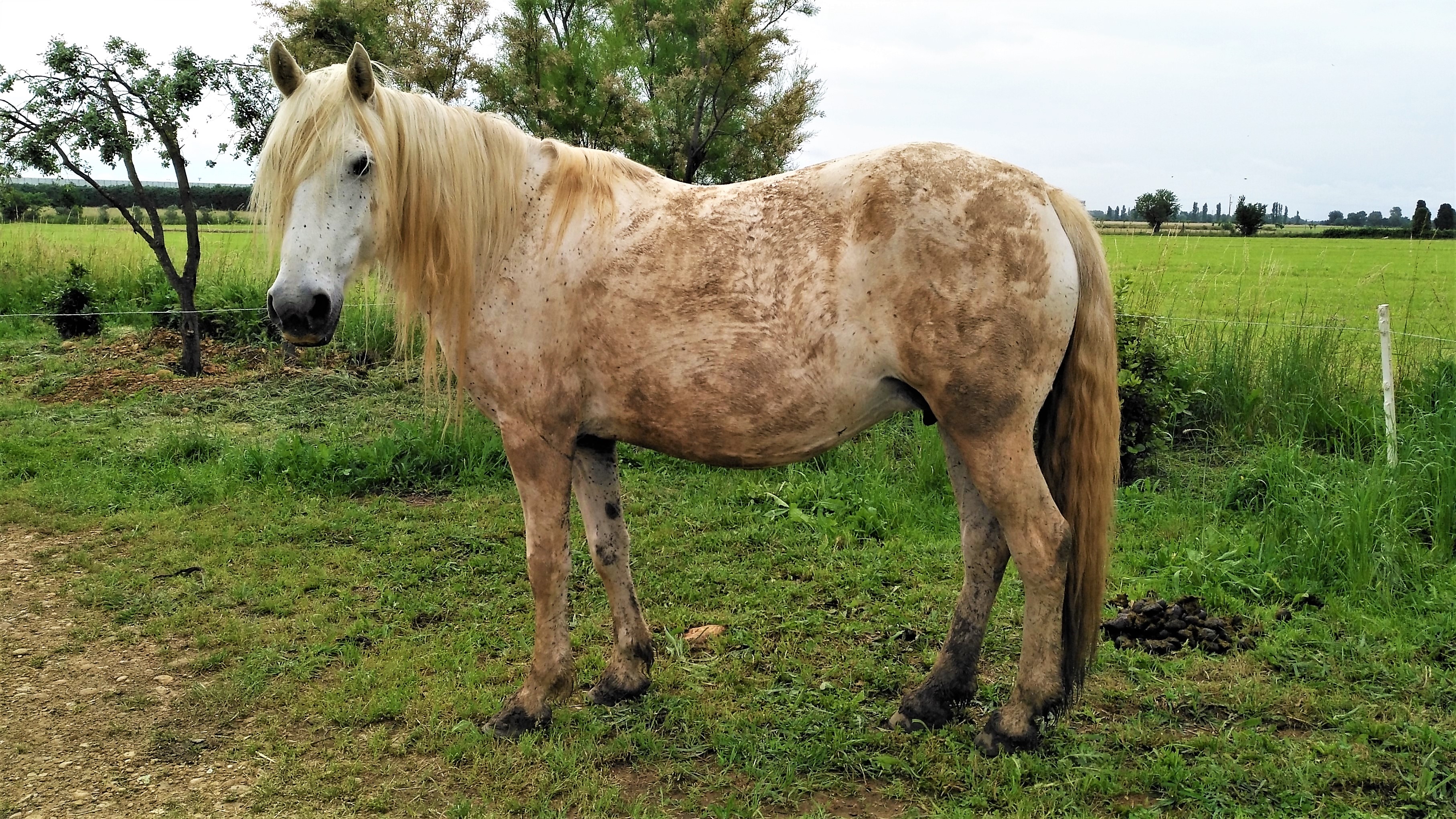 Lo stallone dell'Elevage des Prairies