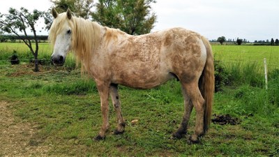Lo stallone dell'Elevage des Prairies
