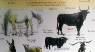 Manade Saliérène, Differenza tra Raço di Biou e tori da combattimento