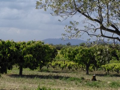 Mazan, alberi di ciliegie a Plein Pagnier