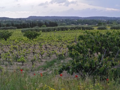 Mazan, le vigne di Plein Pagnier