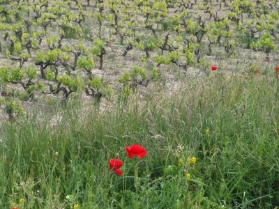 Mazan, Plein Pagnier 14