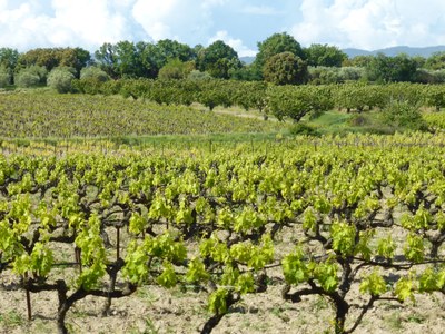 Mazan, Plein Pagnier, le vigne