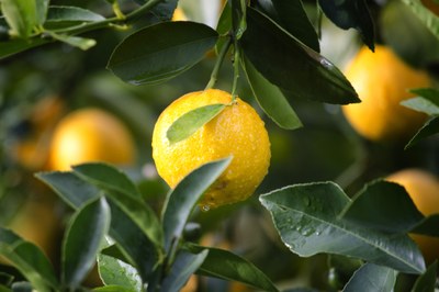 Mentone, la coltivazione dei limoni