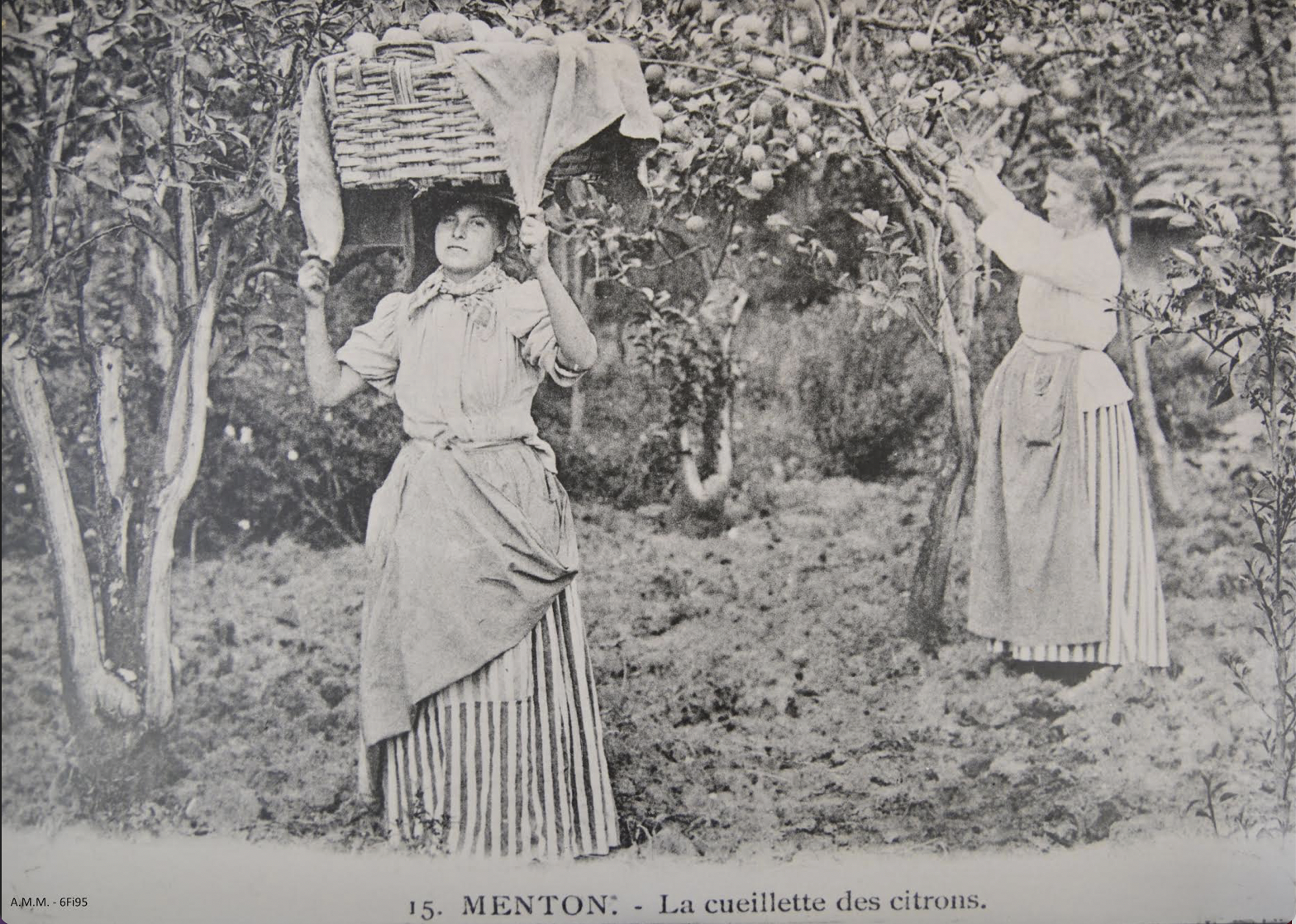 Mentone, la raccolta dei limoni