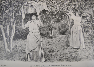Mentone, la raccolta dei limoni