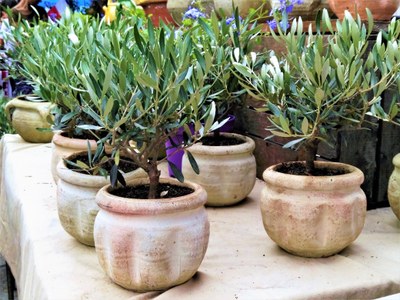 Mercato provenzale - Le piantine di ulivo
