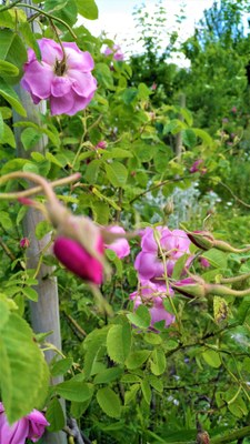 Nel giardino di Roseline, particolare