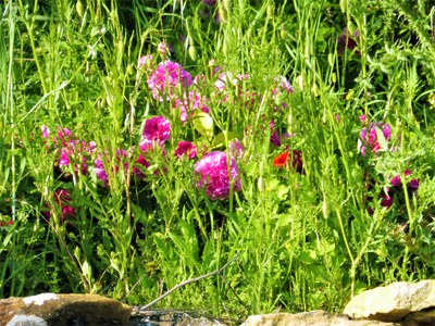 Nel roseto di Valsaintes non ci sono solo rose