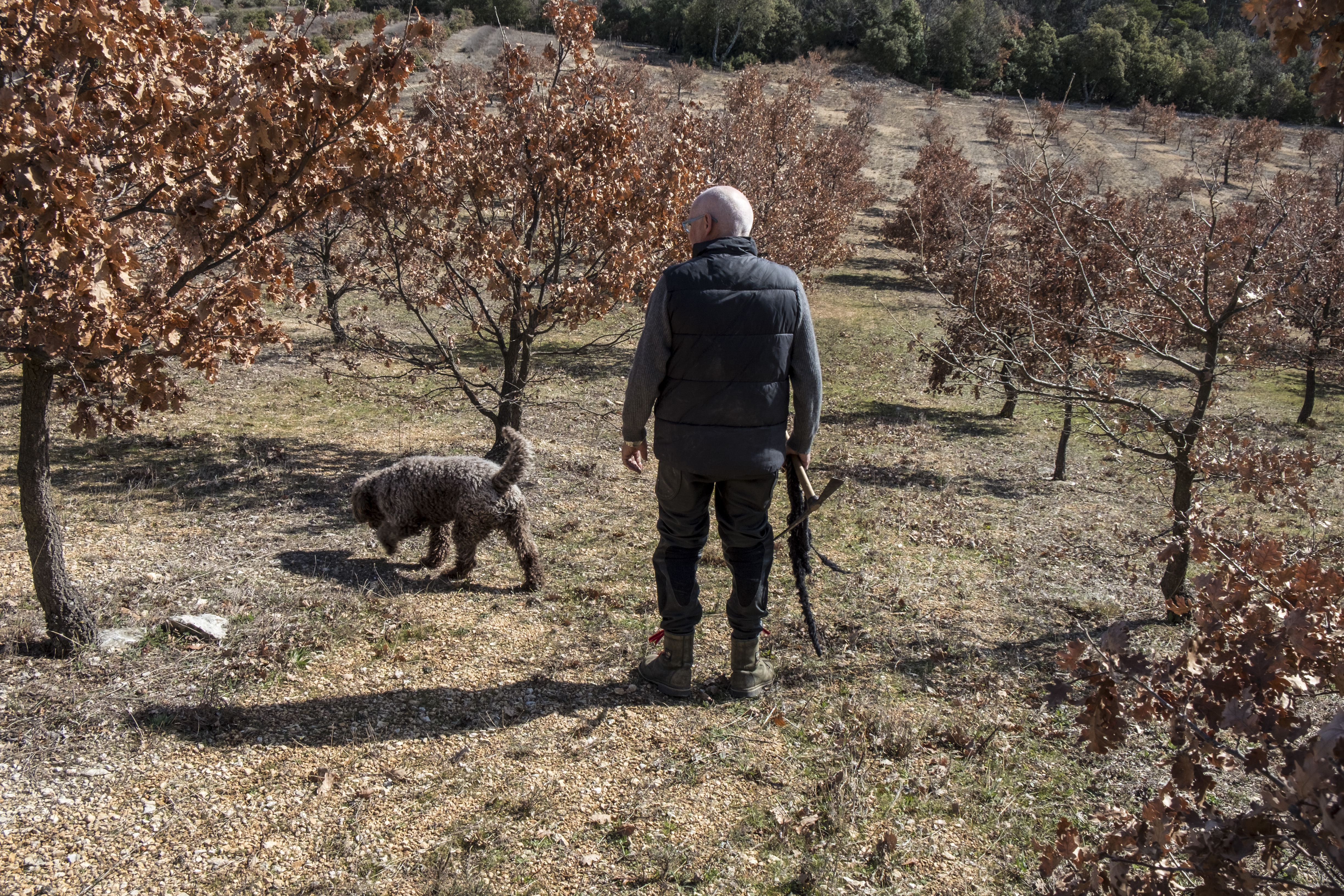 Nicolas Monnier e Junior alla ricerca dei tartufi © Les Tavannes