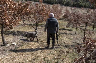 Nicolas Monnier e Junior alla ricerca dei tartufi © Les Tavannes