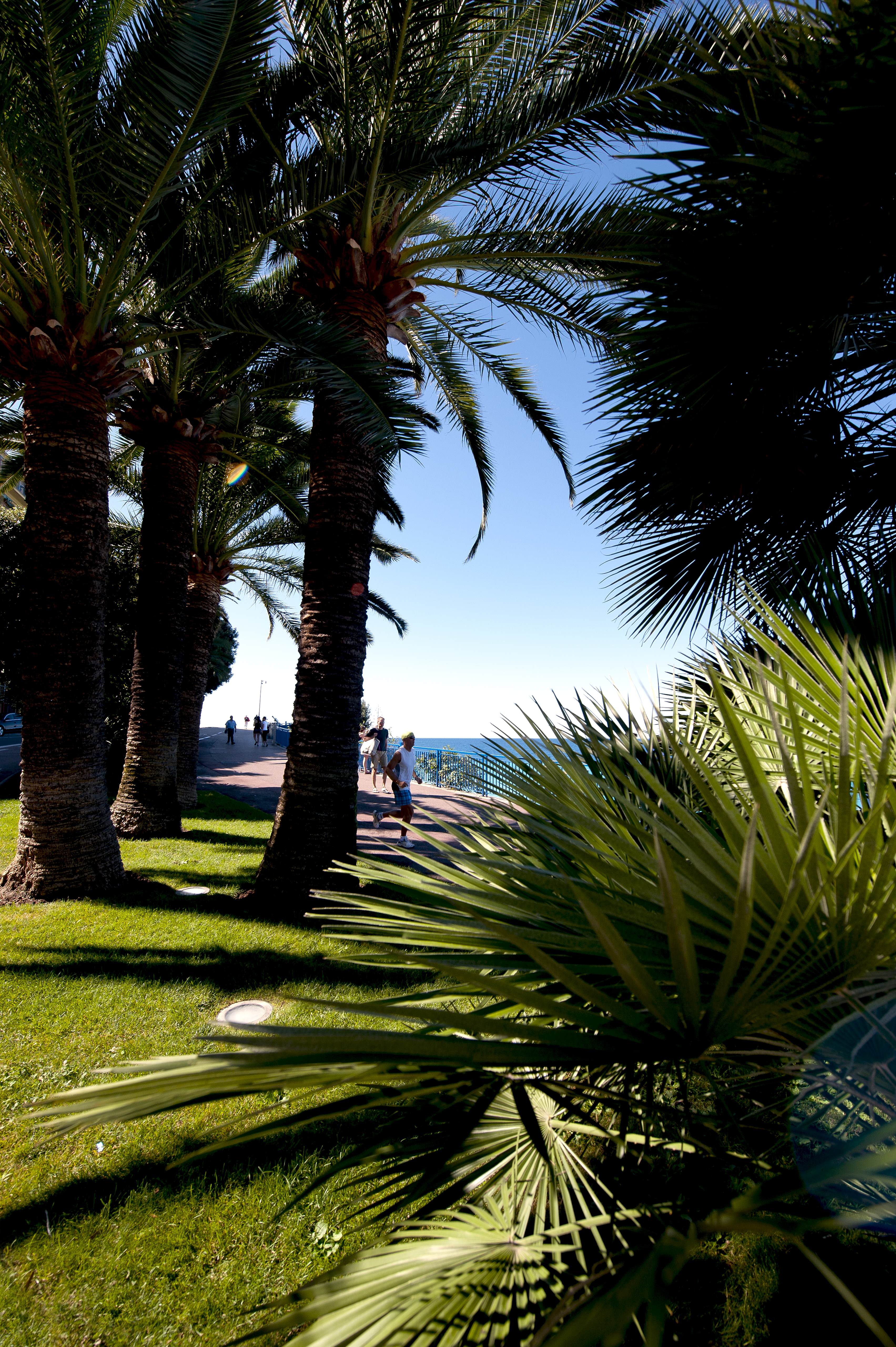 Nizza, palme sul lungomare - Foto: © A. Issock, OTC Nice