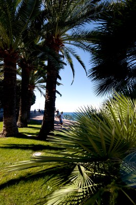 Nizza, palme sul lungomare - Foto: © A. Issock, OTC Nice