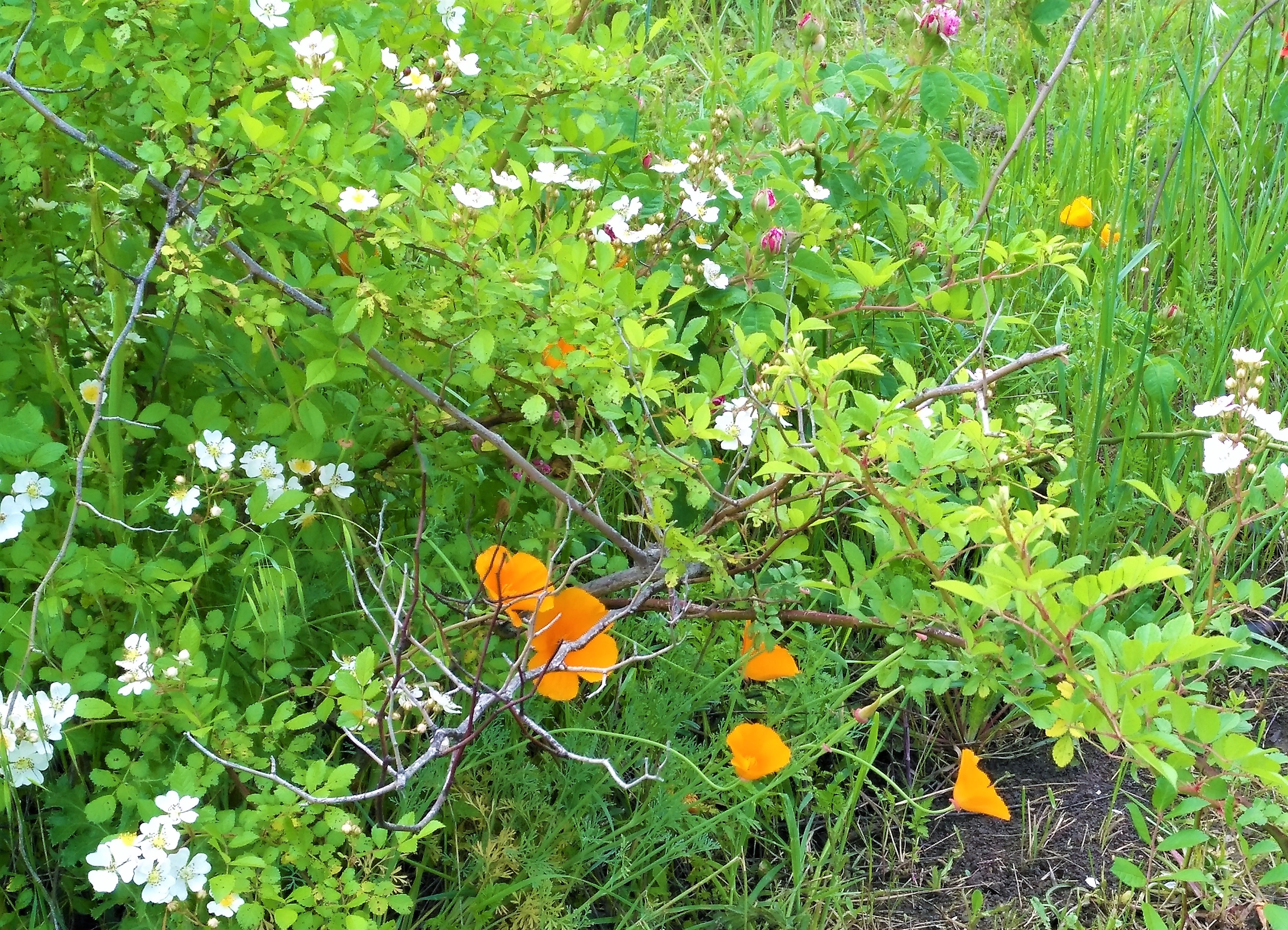 Non solo rose nel giardino di Roseline