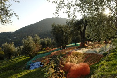Olive - Foto:  © Antoine e Marta Konopka, OT Grasse 2