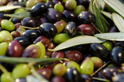 Olive - Foto:  © Antoine e Marta Konopka, OT Grasse 1