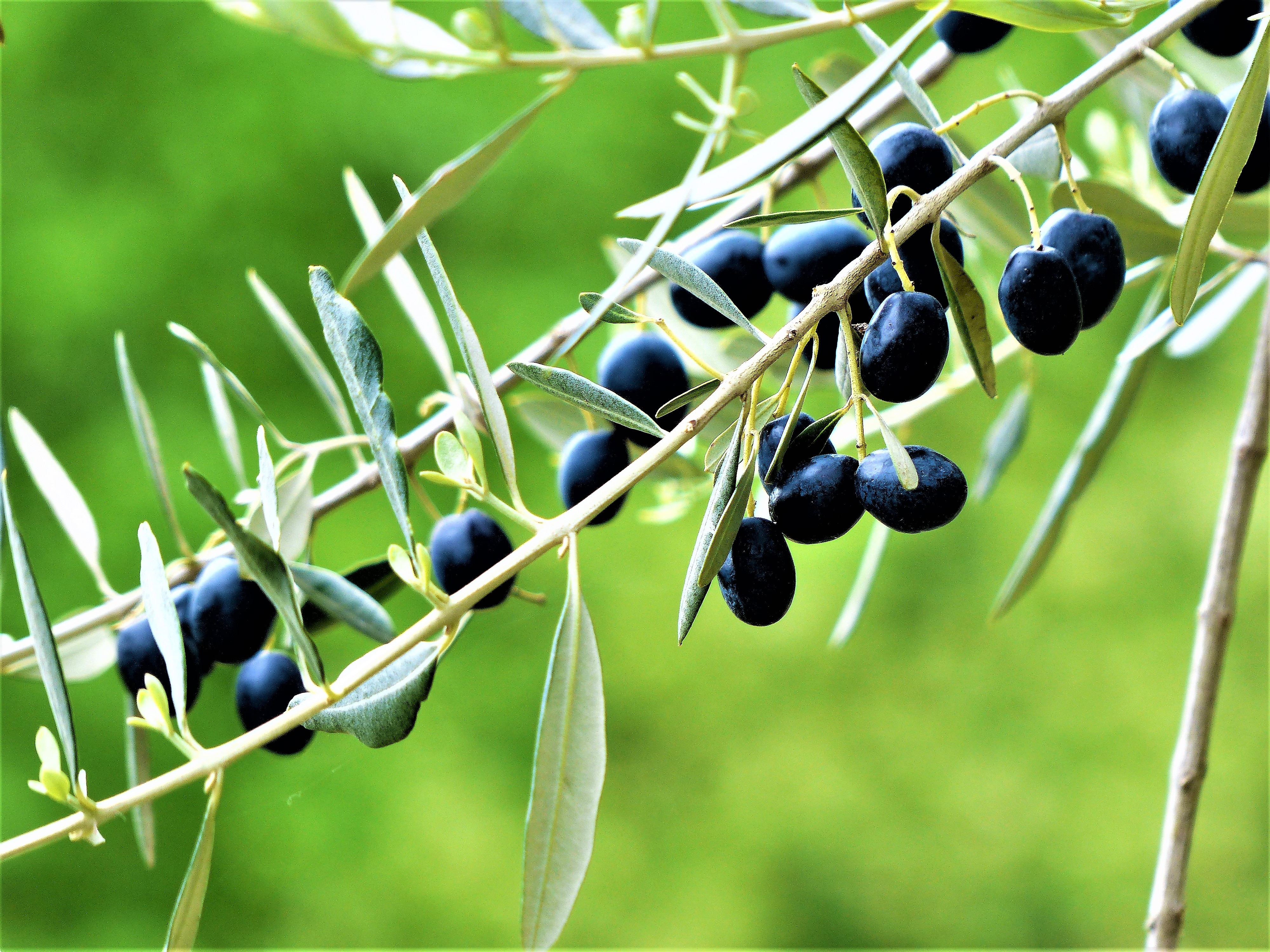 Olive sul ramo