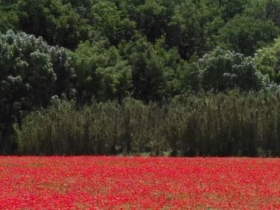Papaveri nel Luberon