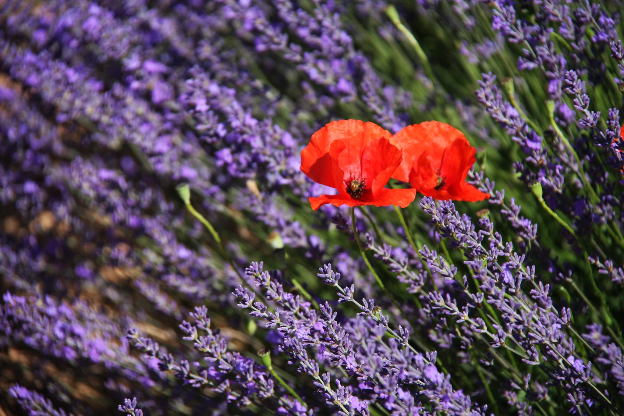 Papaveri tra la lavanda © Gianni Ottonello