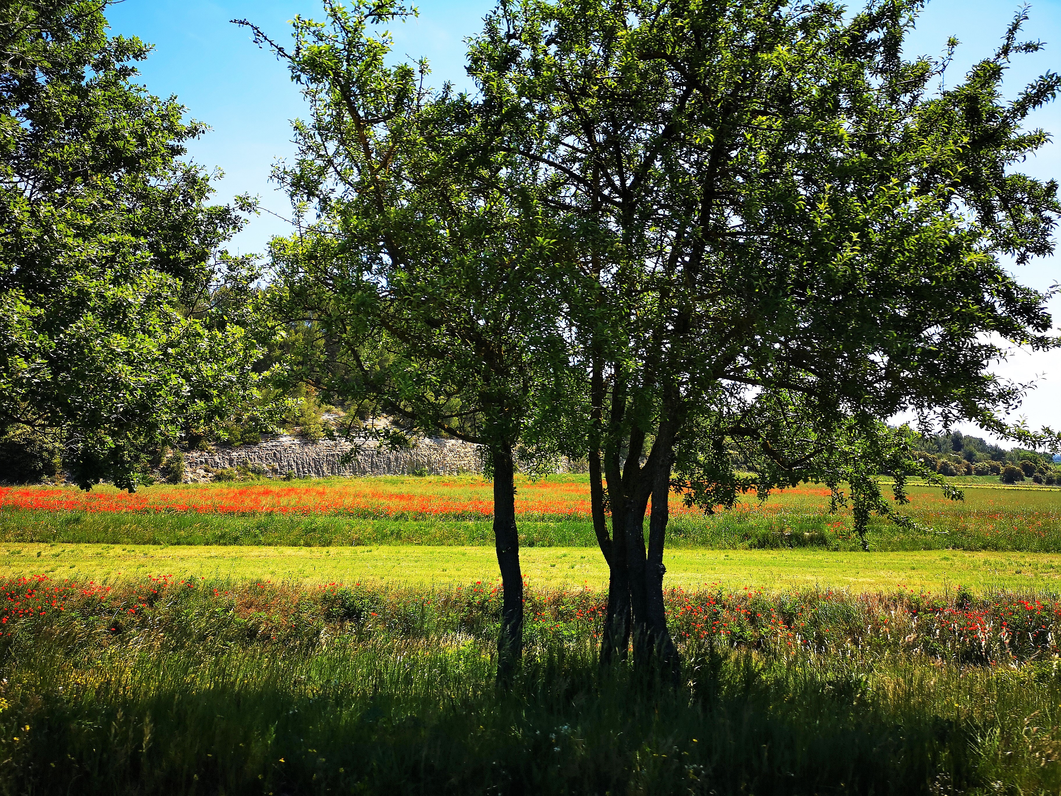 Parco naturale regionale del Luberon