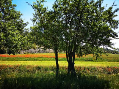 Parco naturale regionale del Luberon