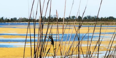 Parco naturale regionale della Camargue