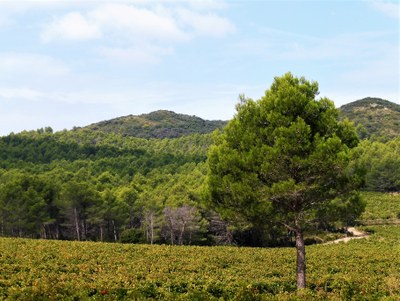 Parco naturale regionale delle Alpilles