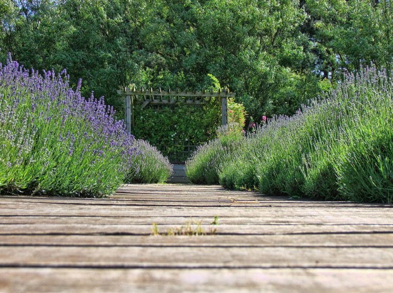 Passerella bordata di cespugli di lavanda - Foto: redazione