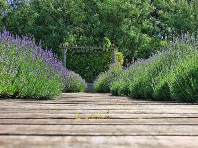 Passerella tra i cespugli di lavanda - Foto: redazione