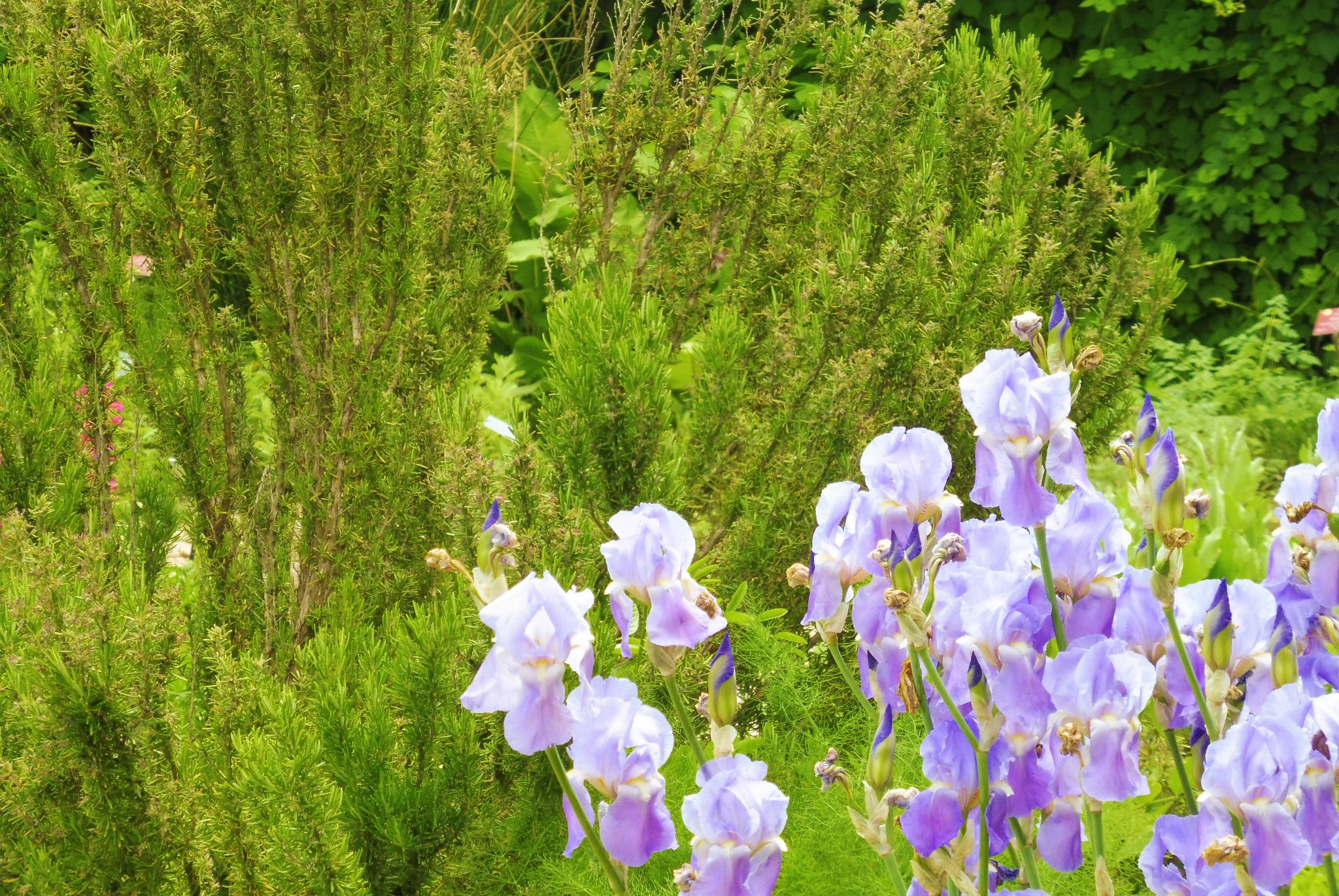 Priorato di Salagon, iris