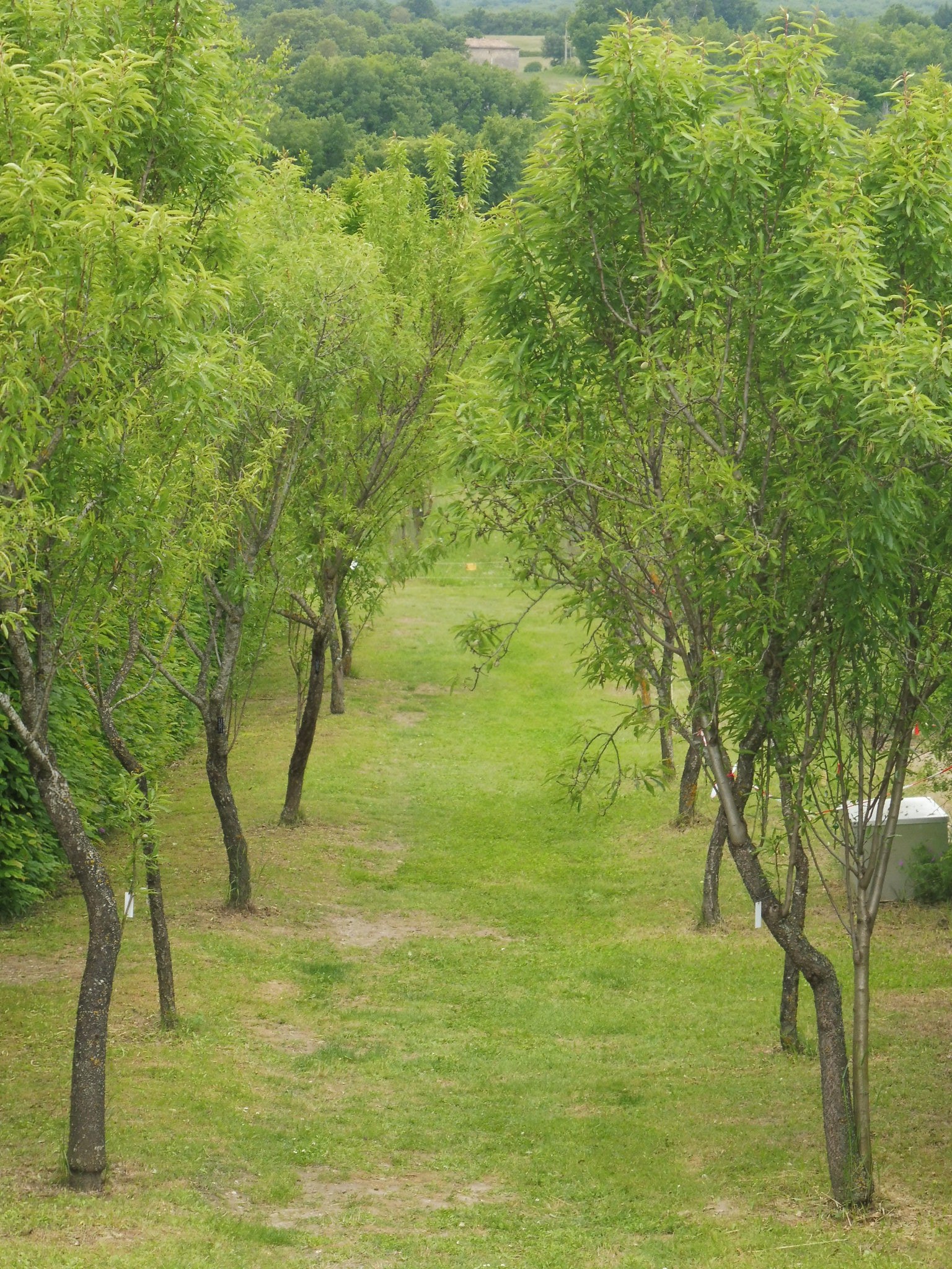 Priorato di Salagon, un viale alberato nei giardini
