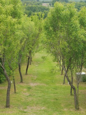 Priorato di Salagon, un viale alberato nei giardini