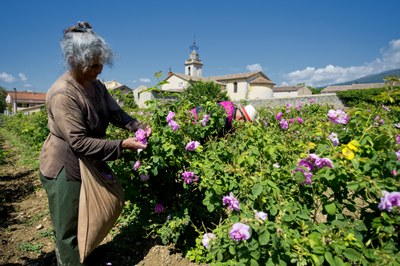 La raccolta dei fiori - Foto: © Alain Issock