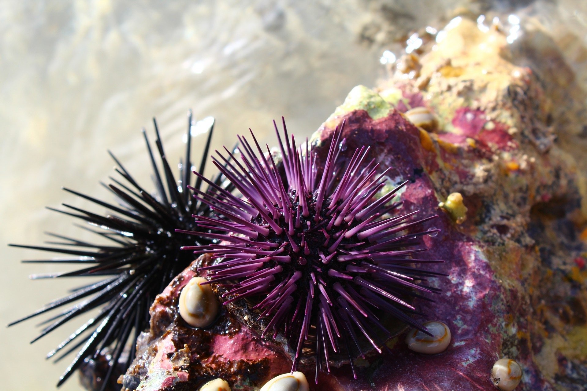 Ricci di mare aggrappati a uno scoglio