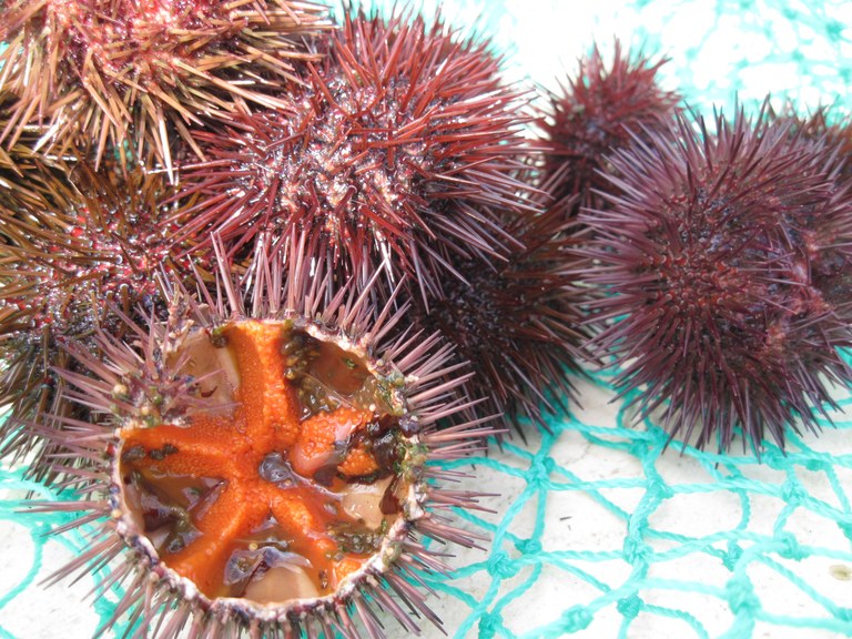Ricci di mare chiusi e aperti