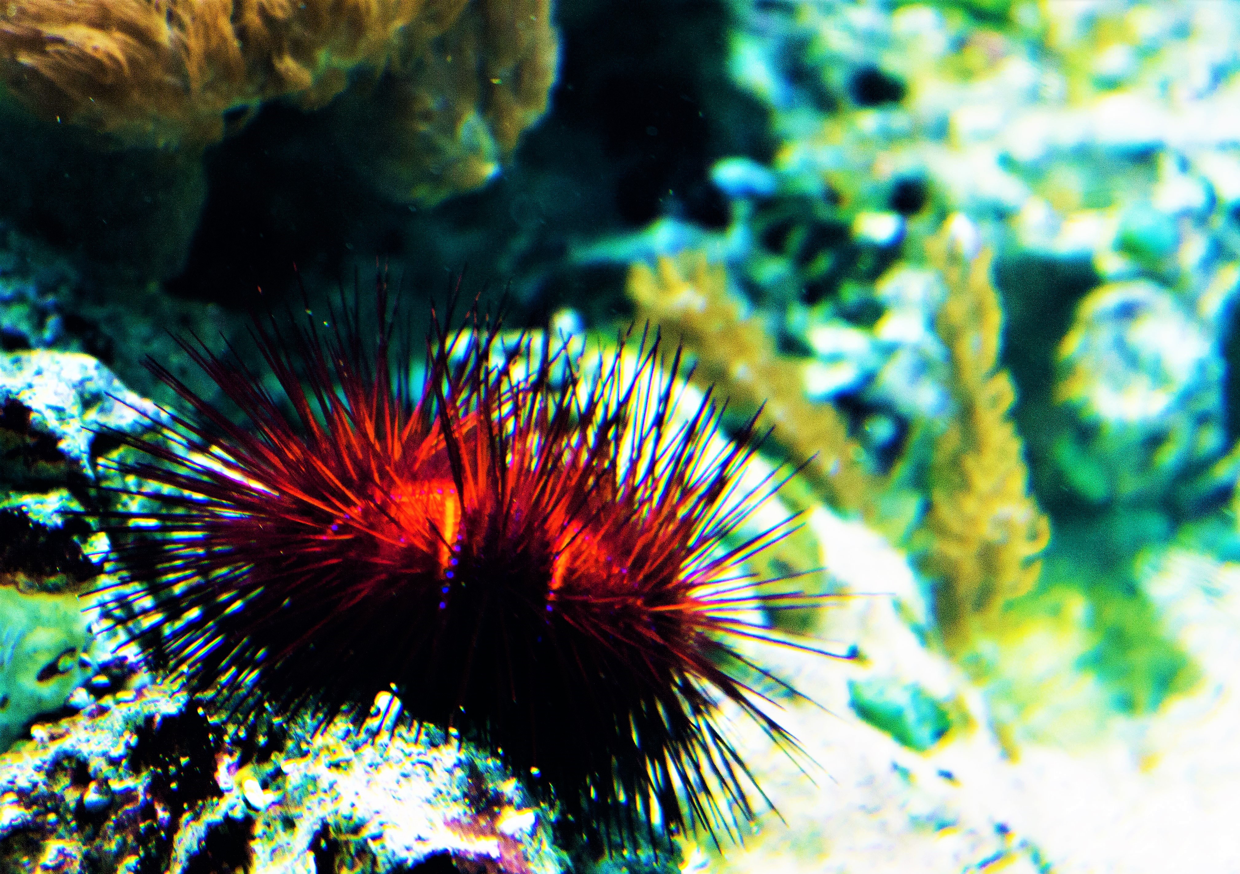 Riccio di mare sul fondale
