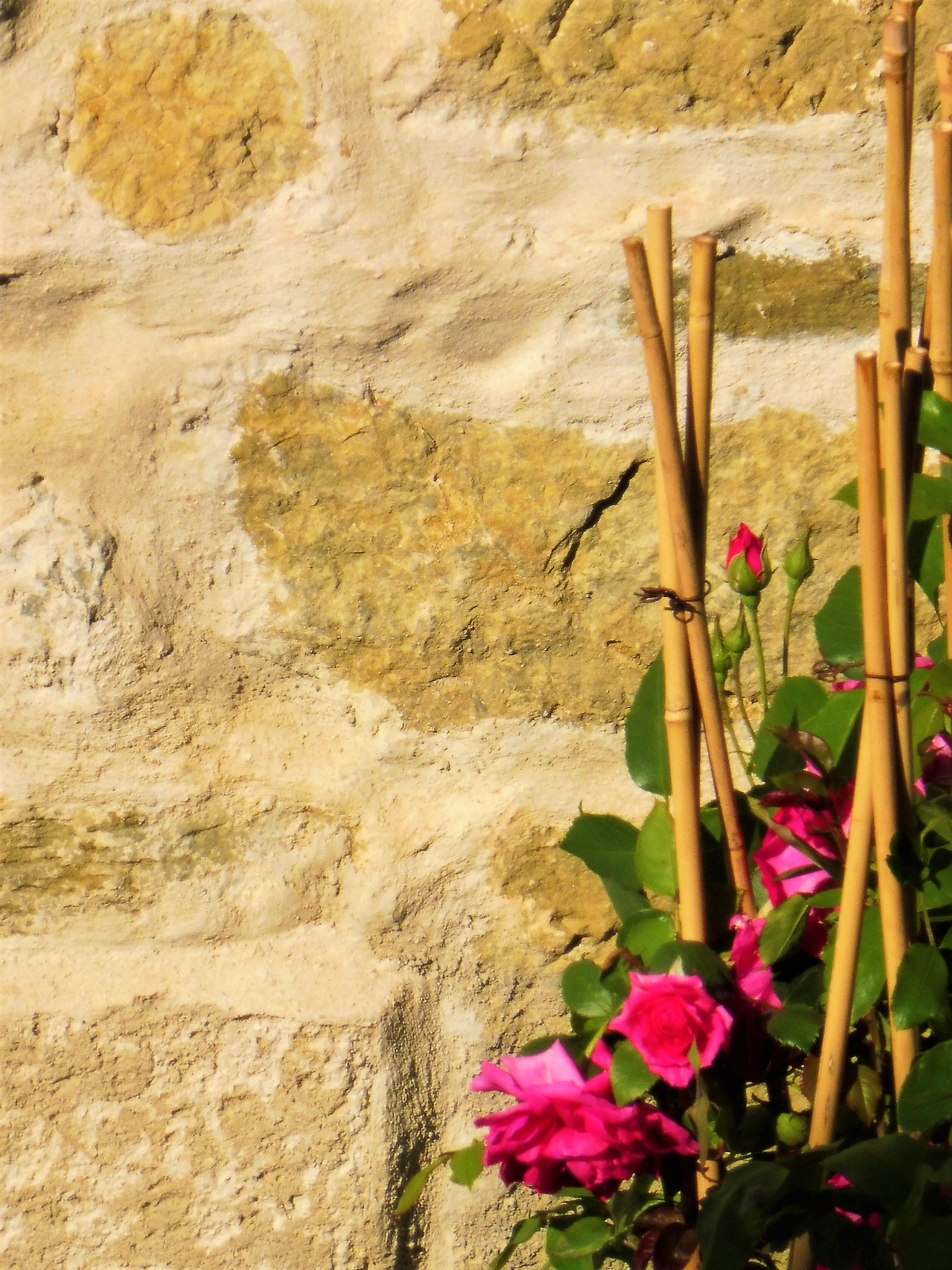 Rose addossate al muro a Valsaintes
