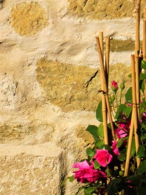 Rose addossate al muro a Valsaintes