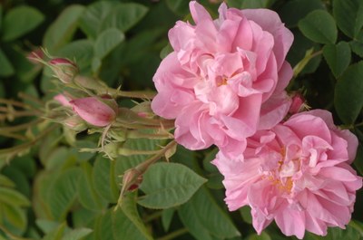 Rose fiorite e boccioli 1 - Foto: © OTC Grasse