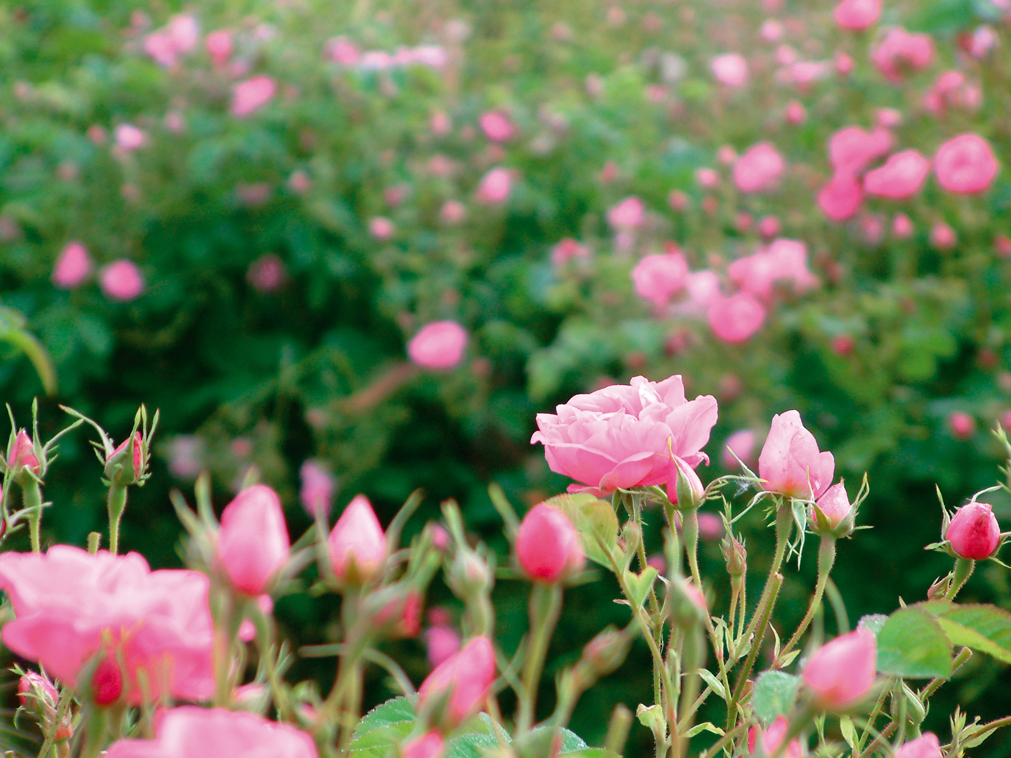 Roseto - Foto: © Parfumerie Galimard