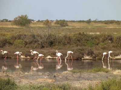 Saintes Maries de la Mer, i fenicotteri rosa nelle vicinanze della città - Foto: redazione