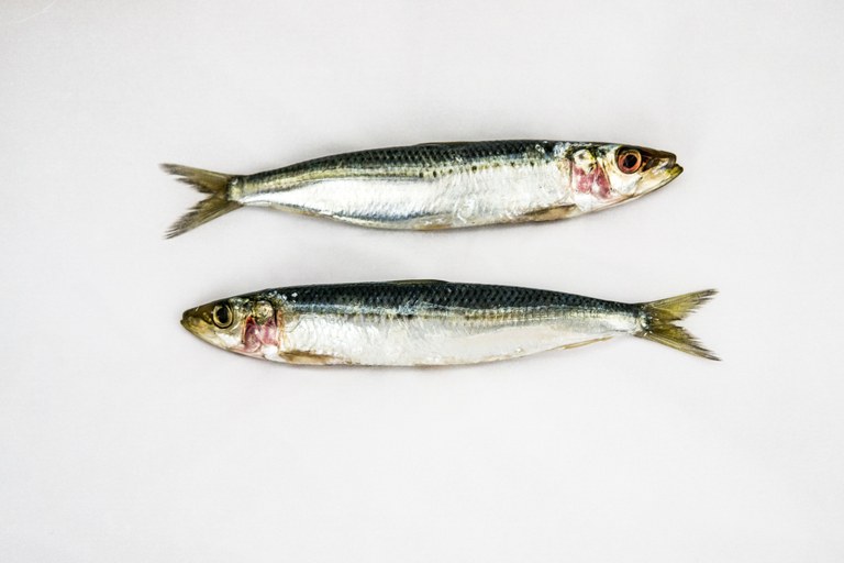 Sardine.jpg