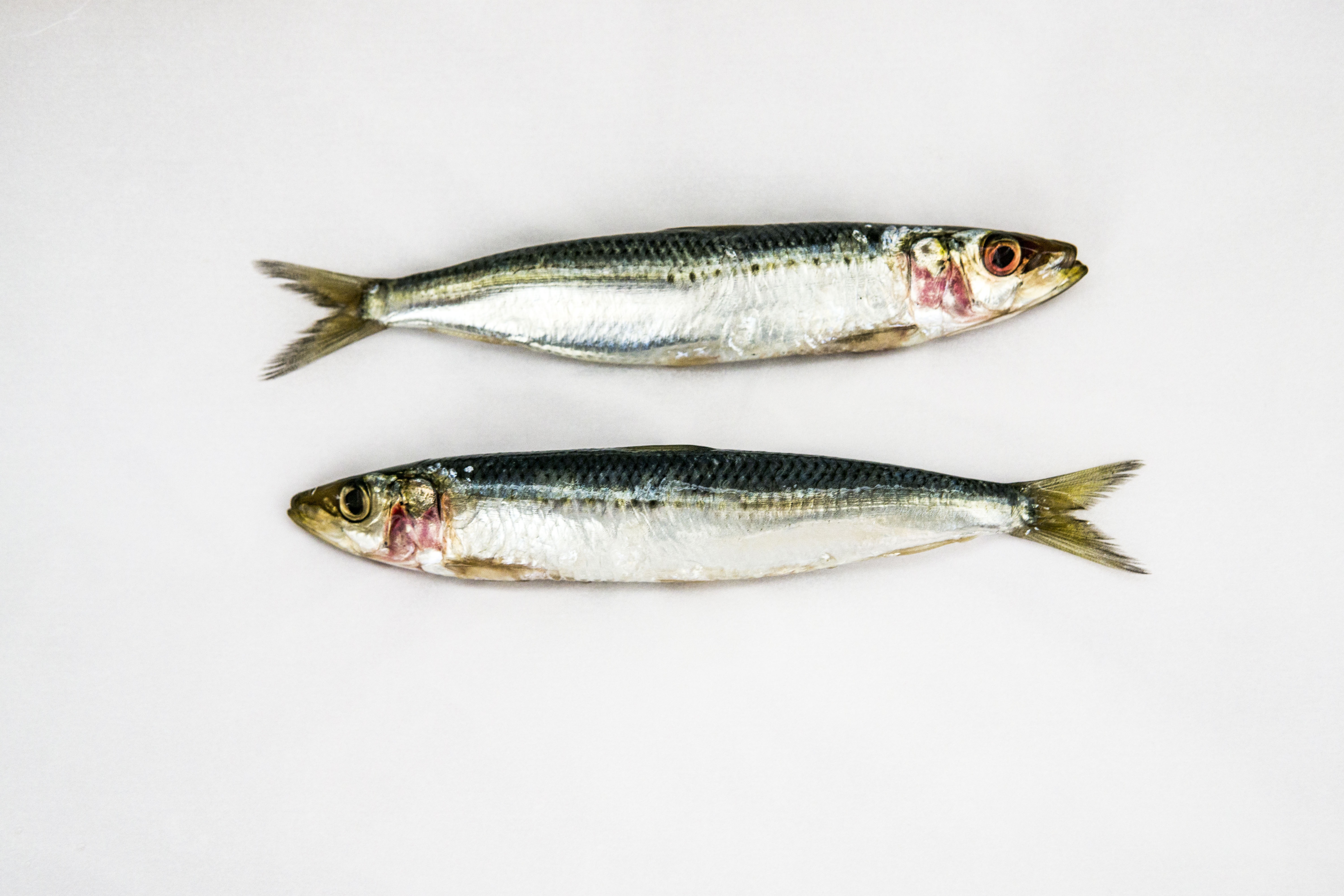 Sardine.jpg