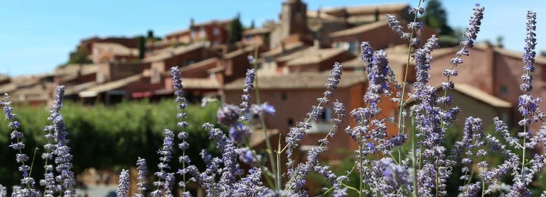 Sault sullo sfondo della lavanda